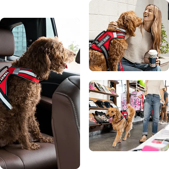 Collage of psychiatric service dogs — a doodle in a service vest in a car, a doodle with its handler, and a golden retriever in a storeer, and a golden retriever in a service vest in a store